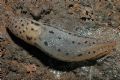 Limax maximus